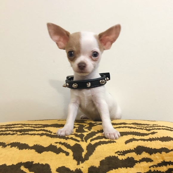 Meet your Posher, Janaya - Picture 1 of 1